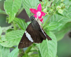 Celaenorrhinus autochton