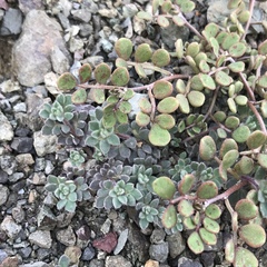Acmispon brachycarpus