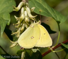 Colias alexandra