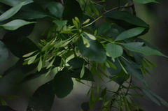 Fraxinus caroliniana image