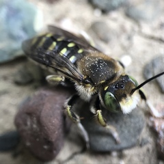 Anthidium