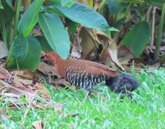 Rallina fasciata