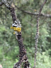 Vulpicida canadensis