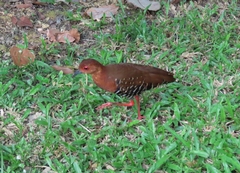 Rallina fasciata