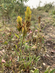 Castilleja lutescens