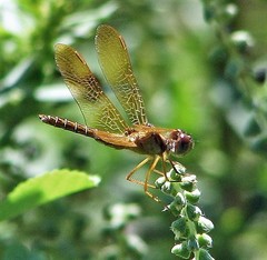 Perithemis icteroptera