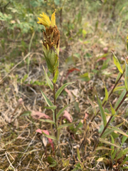 Castilleja lutescens