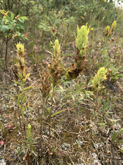 Castilleja lutescens