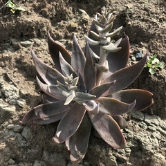 Dudleya cymosa pumila