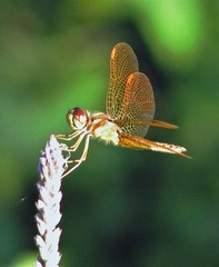 Perithemis icteroptera