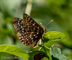 Euphydryas colon
