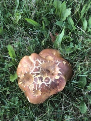 Fungi