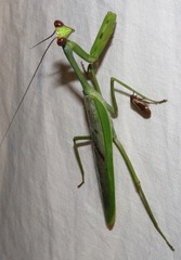 Stagmatoptera supplicaria