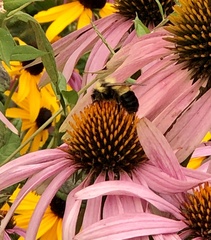 Bombus affinis