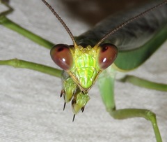 Stagmatoptera supplicaria