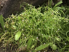 Claytonia parviflora viridis