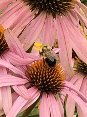 Bombus affinis