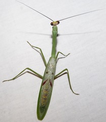 Stagmatoptera supplicaria