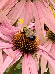 Bombus affinis