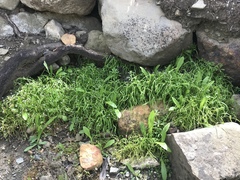 Claytonia parviflora viridis