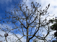 Pseudobombax grandiflorum