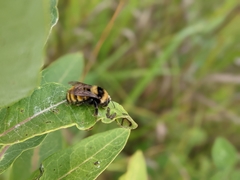 Bombus borealis