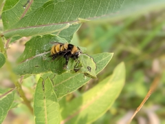 Bombus borealis