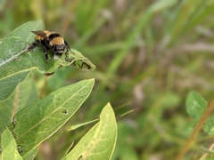 Bombus borealis