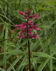 Stachys chamissonis cooleyae