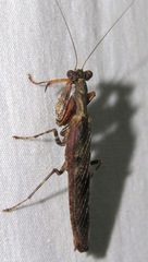 Raptrix
