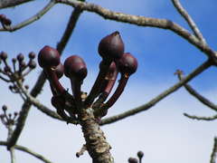 Pseudobombax grandiflorum