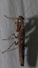 Raptrix