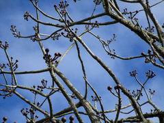 Pseudobombax grandiflorum