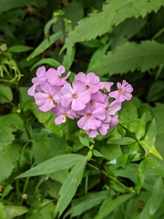 Phlox glaberrima