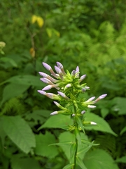 Phlox glaberrima