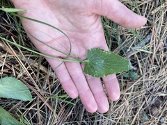 Ranunculus cardiophyllus