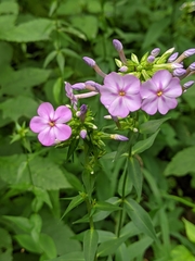 Phlox glaberrima