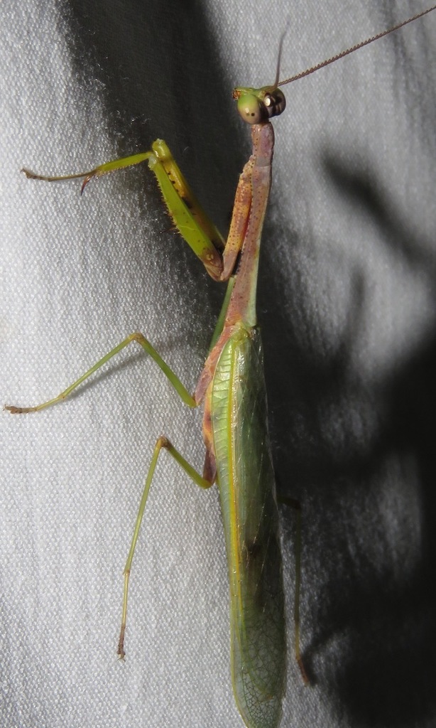 Unicorn Mantises