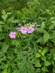 Phlox glaberrima