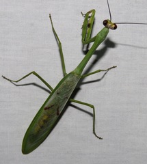 Stagmatoptera supplicaria