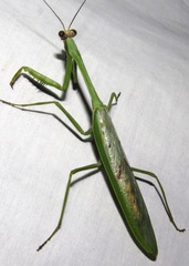 Stagmatoptera supplicaria
