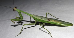Stagmatoptera supplicaria