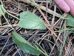 Ranunculus cardiophyllus