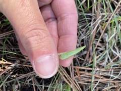Ranunculus cardiophyllus