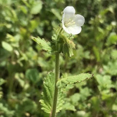 Phacelia viscida albiflora