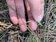 Ranunculus cardiophyllus