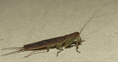 Chaeteessa
