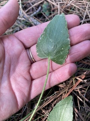 Ranunculus cardiophyllus