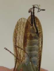 Chaeteessa