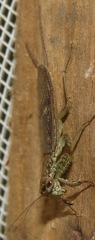 Chaeteessa